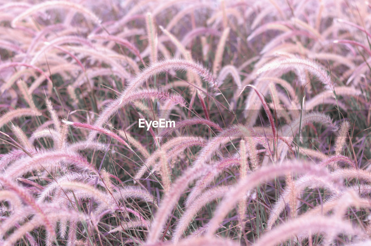 Full frame shot of plants growing on field