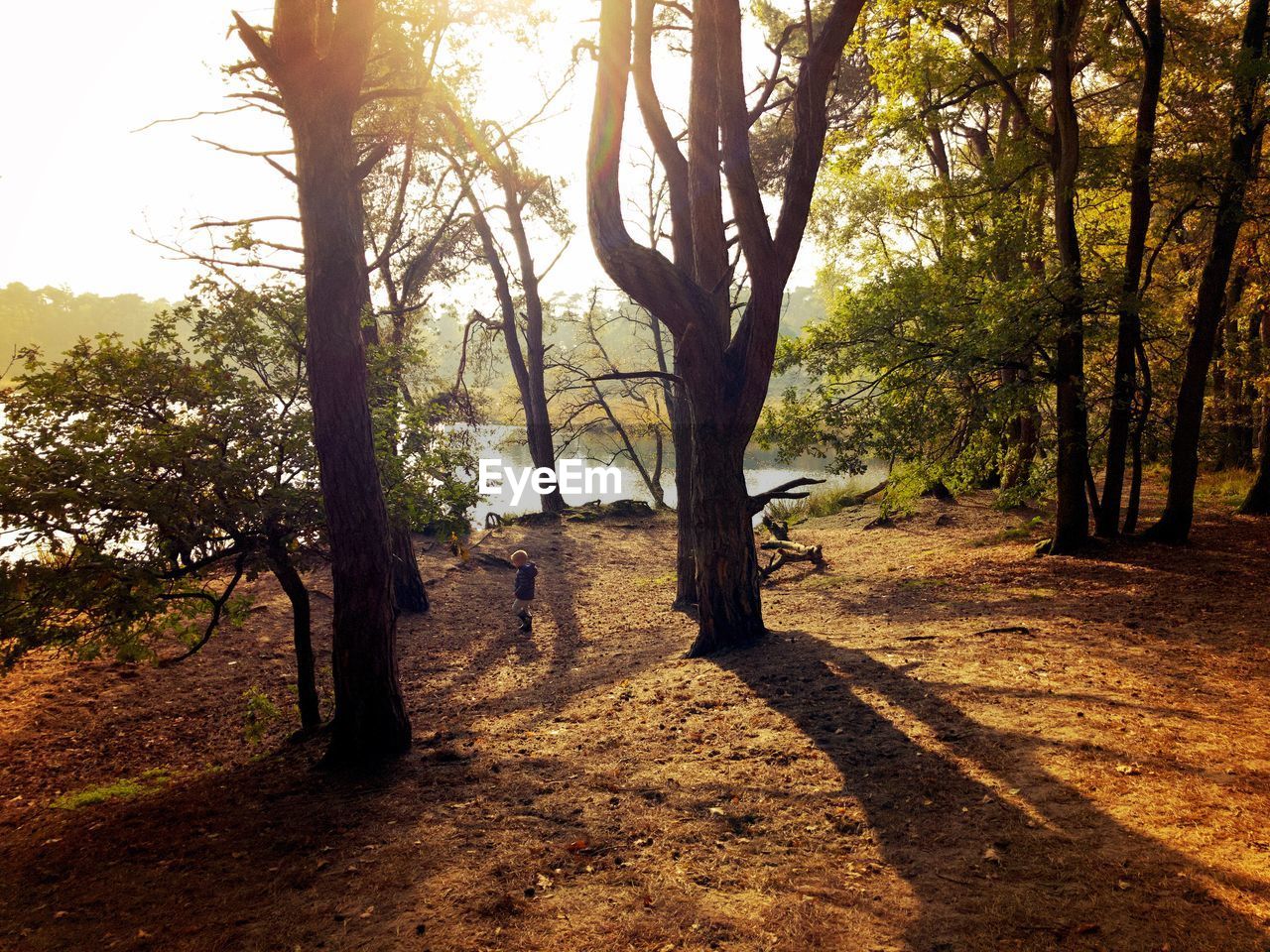 TREES IN PARK