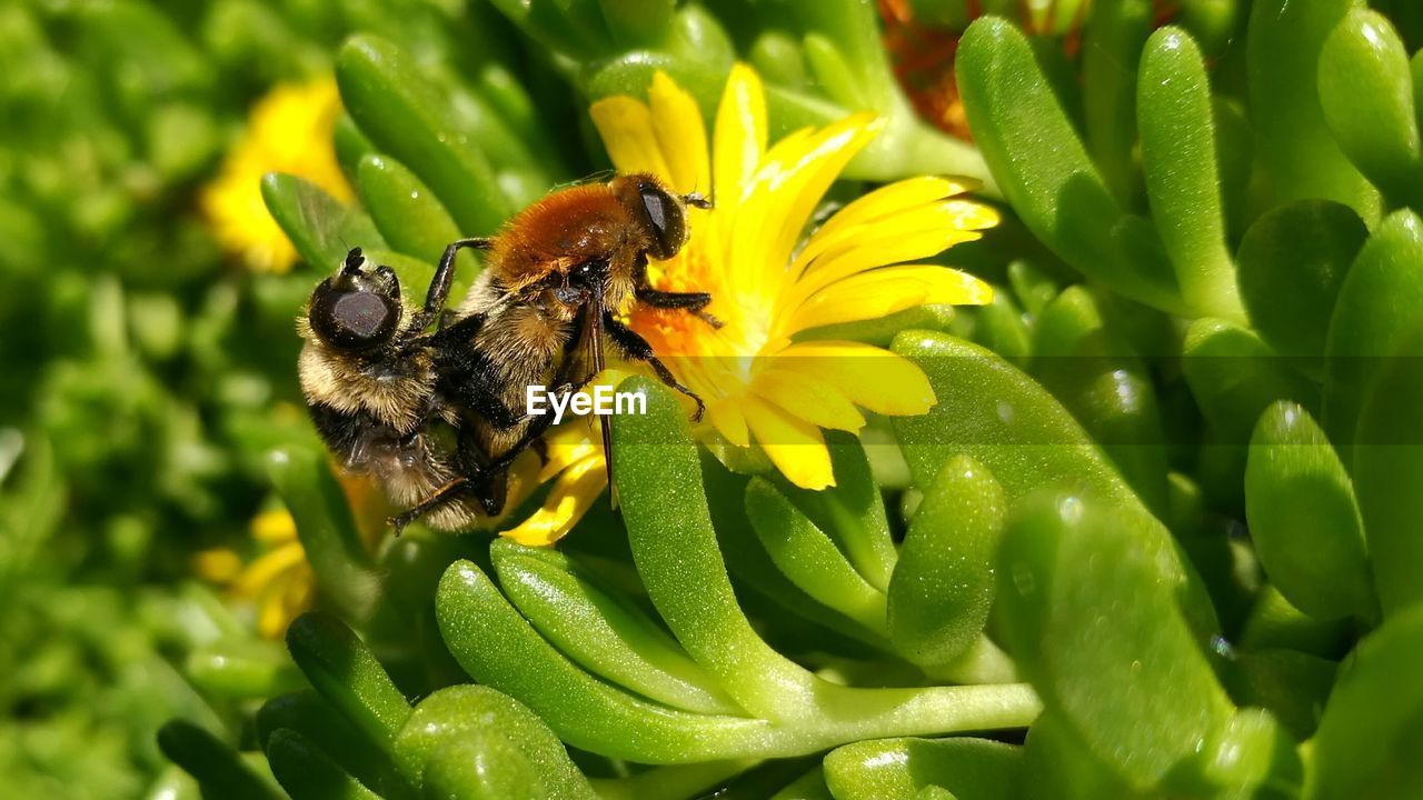 Close-up of bee mating on flower