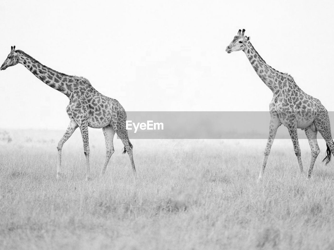 Giraffe in a field