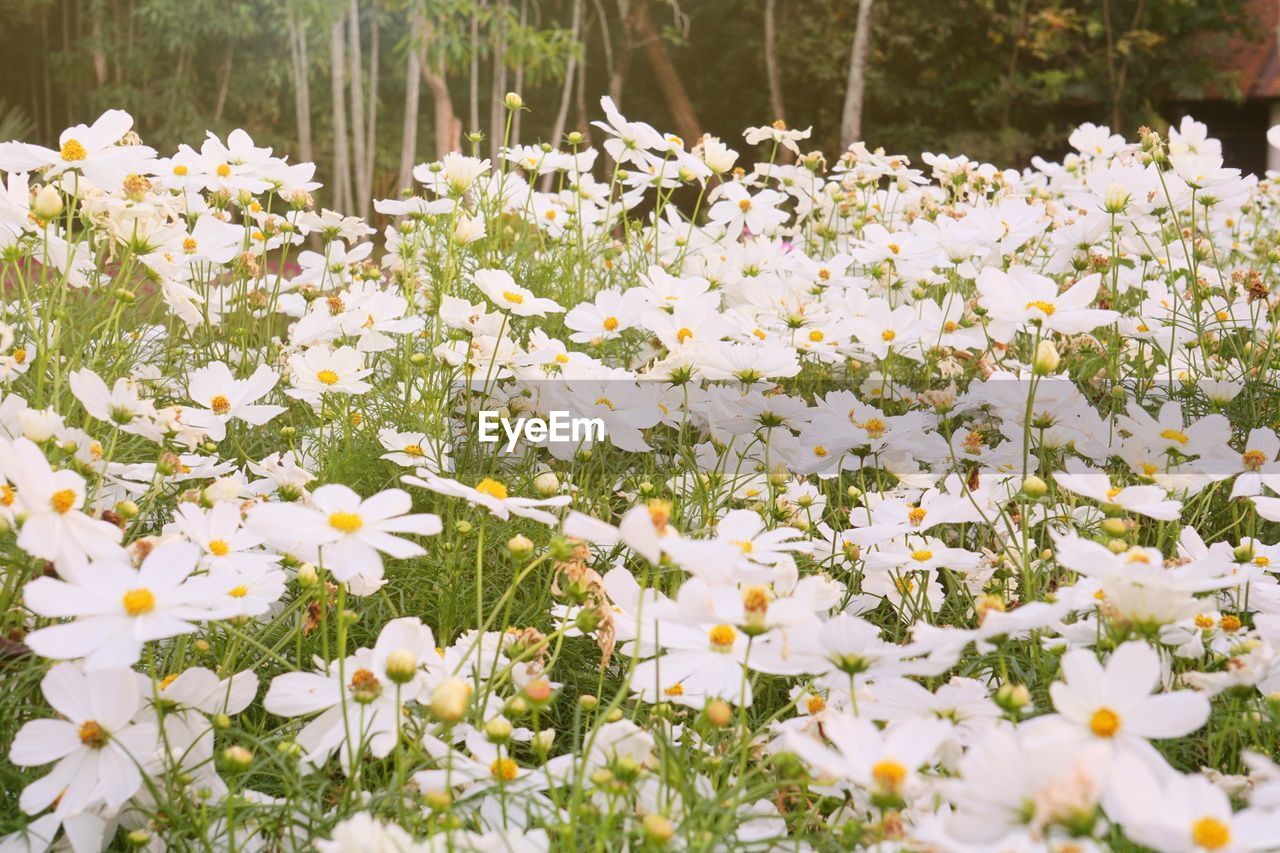 Beautiful flowers with sunlight.