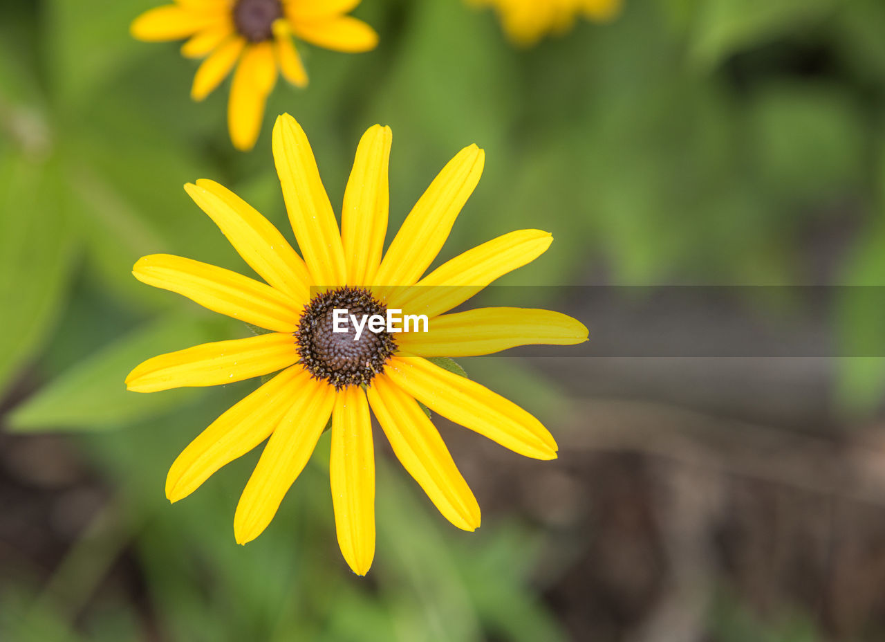 Close-up of yellow flower