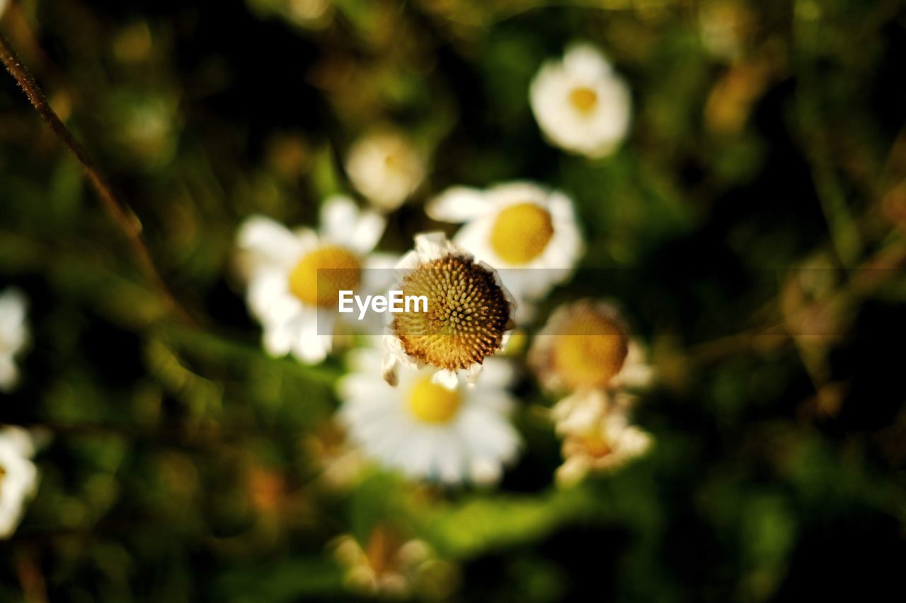 CLOSE-UP OF YELLOW FLOWERING PLANT ON LAND