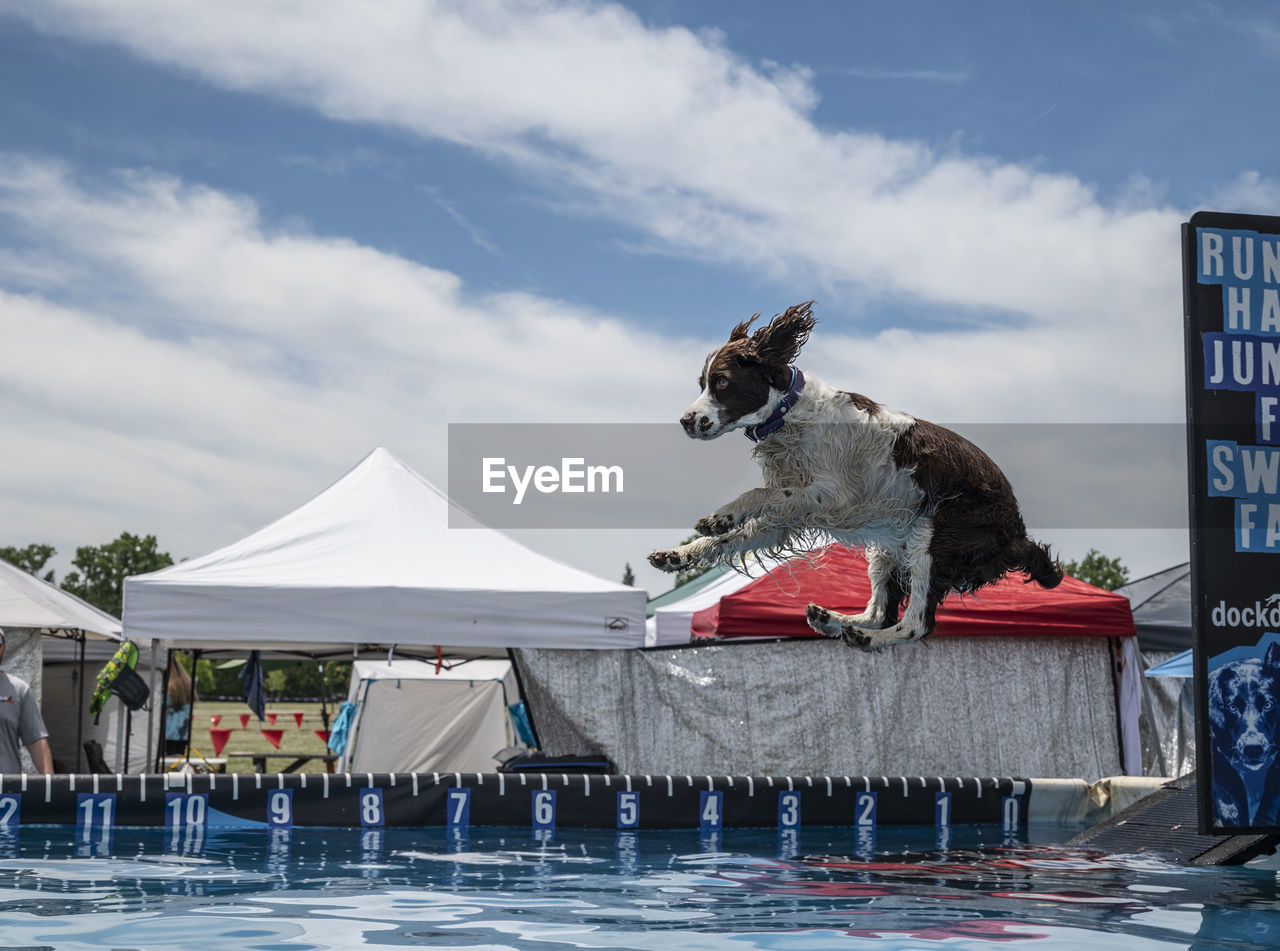 sky, water, animal, dog, animal themes, nature, cloud, mammal, day, architecture, one animal, swimming, domestic animals, outdoors, travel destinations, winter, snow