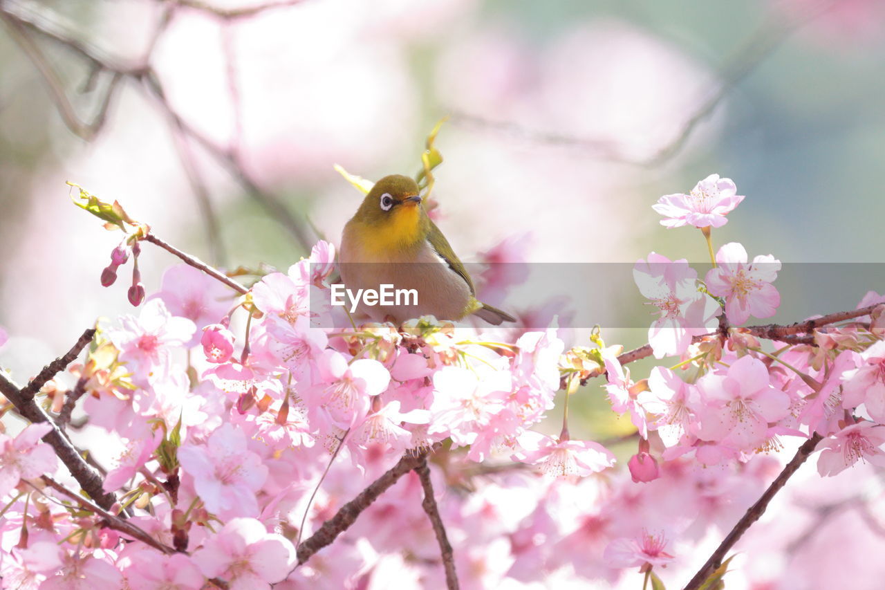 plant, flower, flowering plant, springtime, pink, tree, animal themes, animal, blossom, beauty in nature, spring, fragility, animal wildlife, bird, branch, freshness, nature, cherry blossom, wildlife, one animal, growth, no people, outdoors, cherry tree, perching, macro photography, close-up, day, focus on foreground, food, selective focus, petal