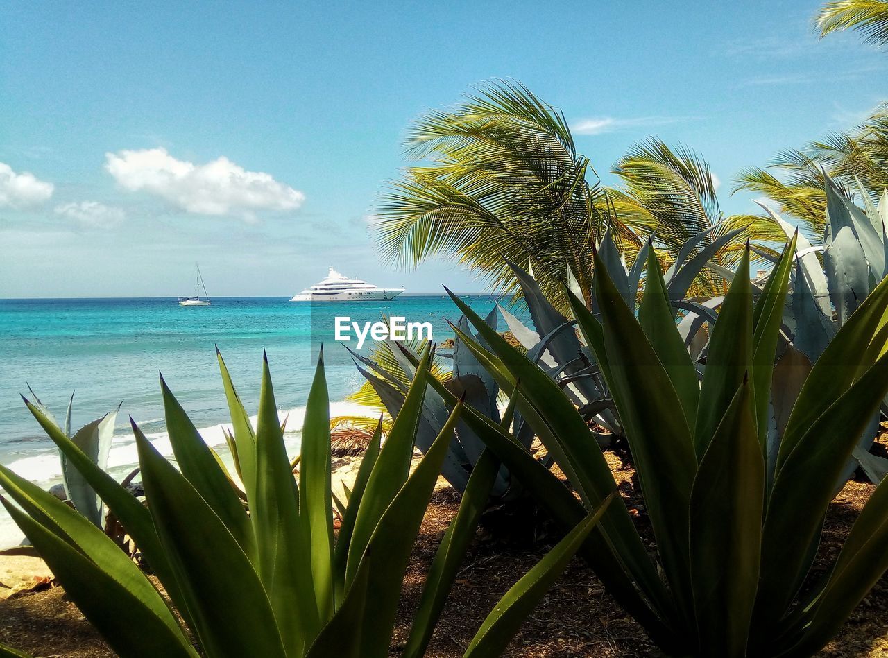 SCENIC VIEW OF PALM TREES ON BEACH AGAINST SKY