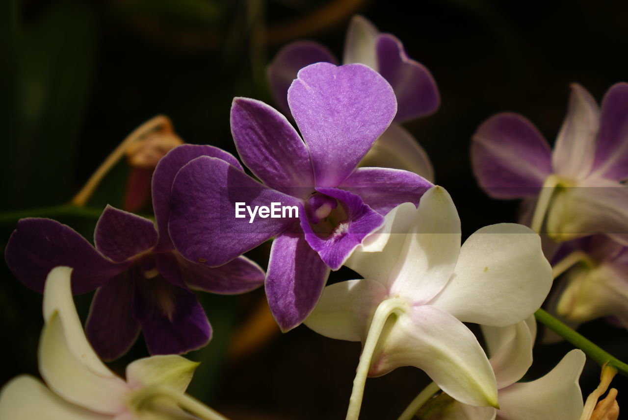 Close-up of purple flowers blooming outdoors