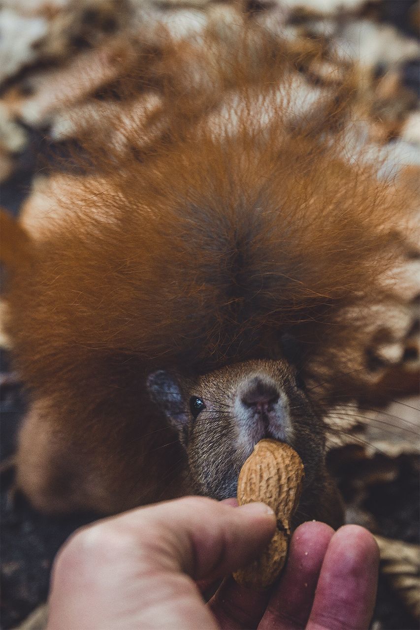 Cropped image of hand feeding peanut to squirrel