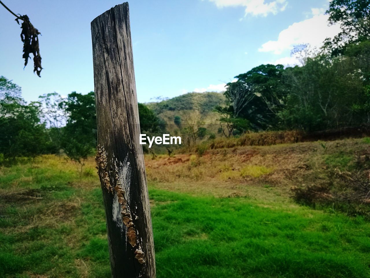 TREE TRUNK IN GRASS