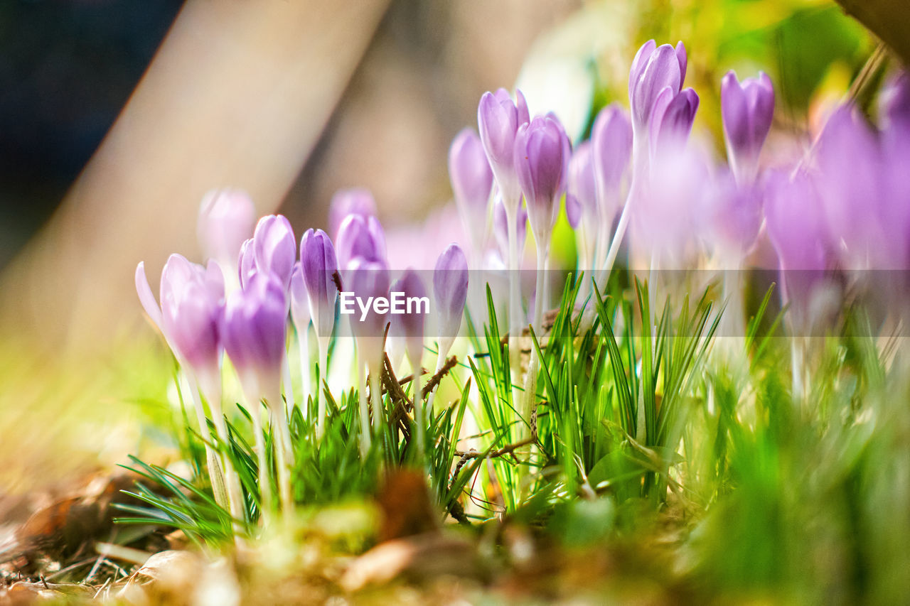 Close-up of purple crocus flowers on field