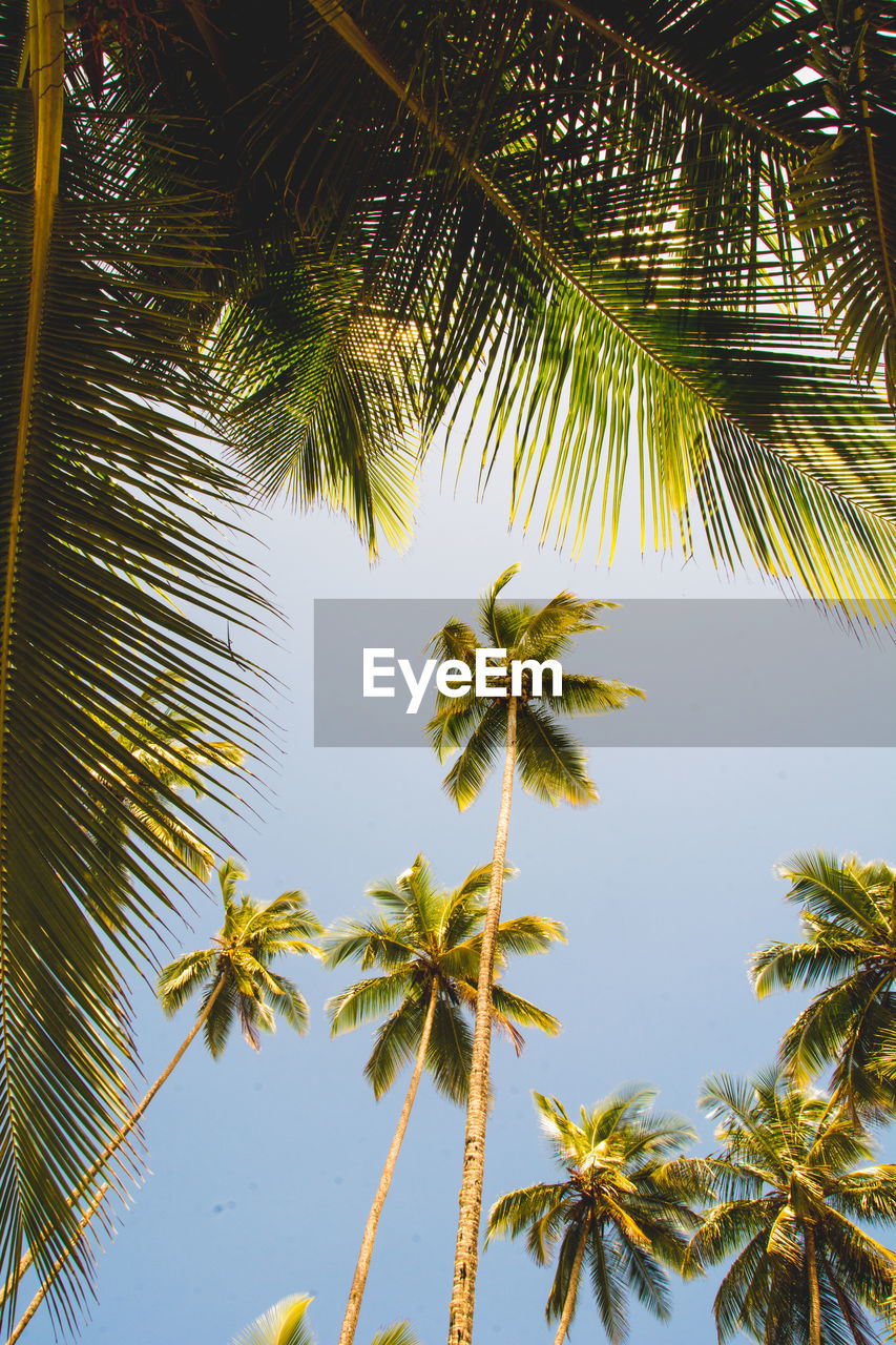 Low angle view of palm trees against sky