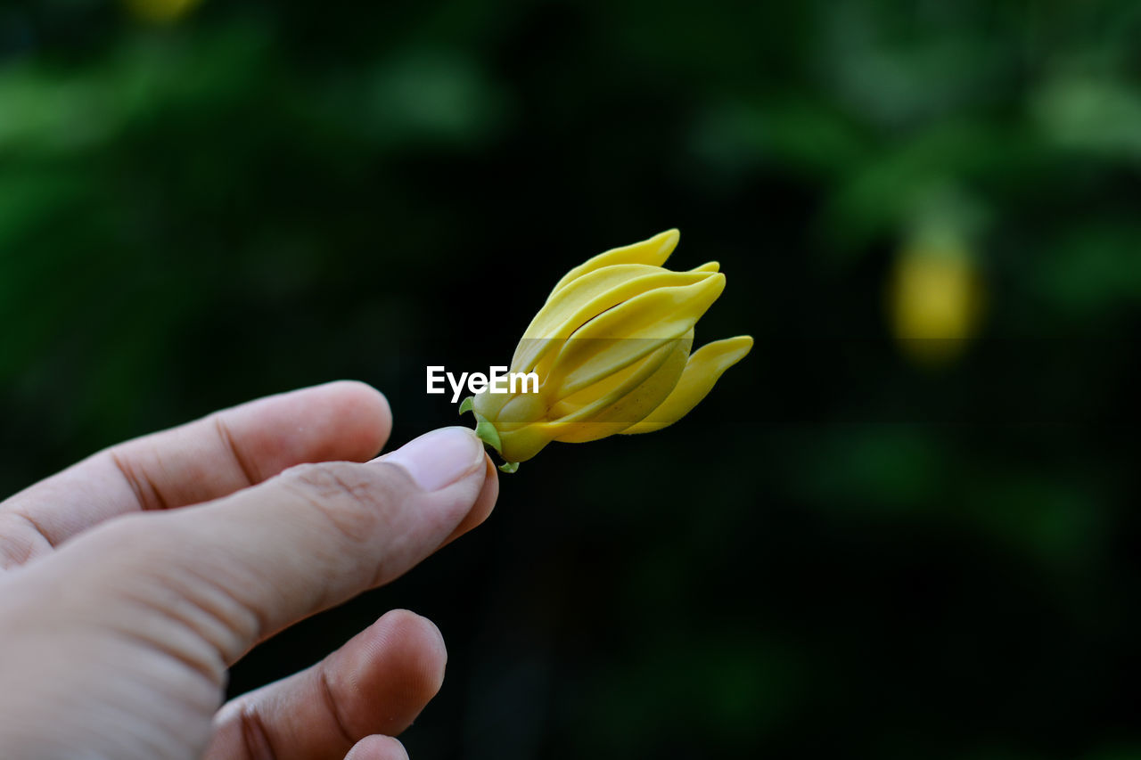 Close-up of hand holding yellow flower