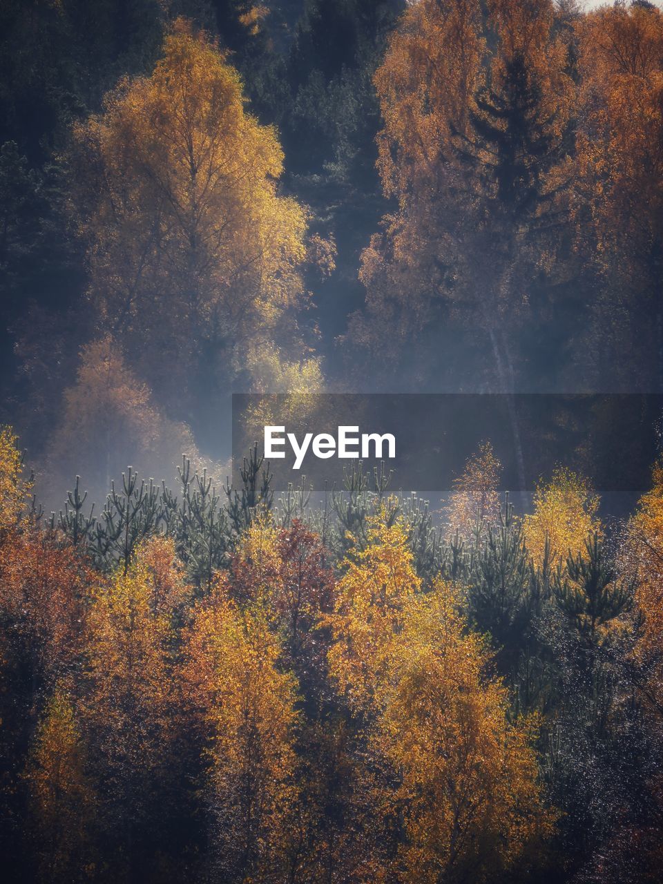 Trees in forest against sky during autumn