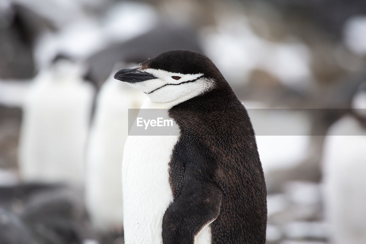 Close-up of chinstrap penguin isolated in group of another chinstraps.