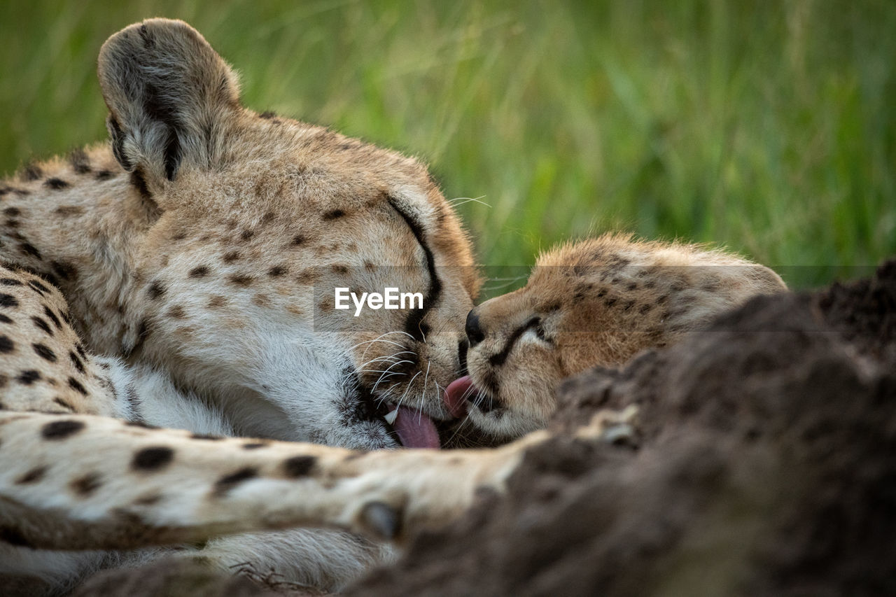 Close-up of cheetah licking cub in grass