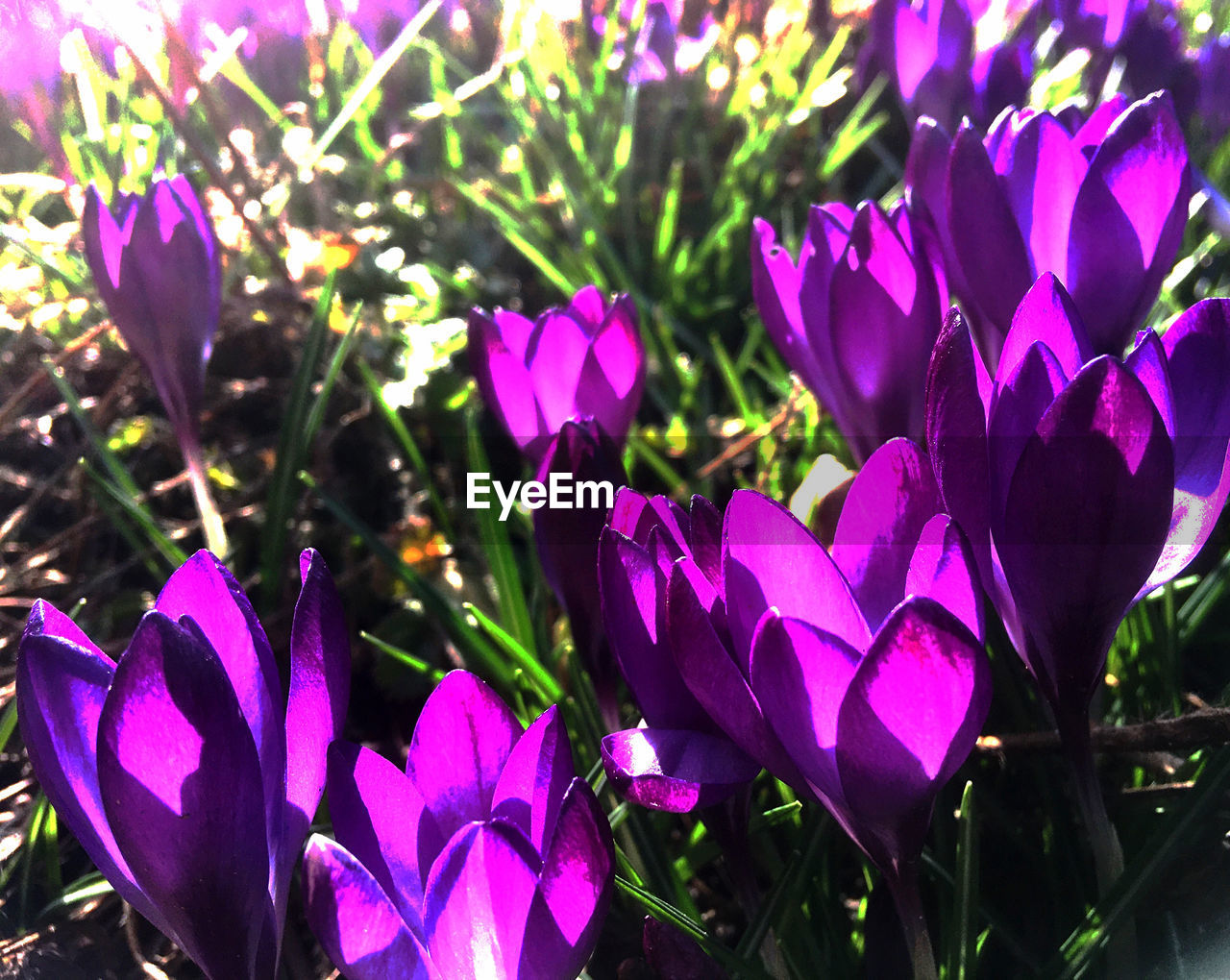 flower, plant, flowering plant, freshness, beauty in nature, crocus, purple, growth, close-up, petal, fragility, nature, no people, inflorescence, sunlight, flower head, iris, day, focus on foreground, outdoors, leaf, springtime, plant part, field, pink, botany, land, blossom