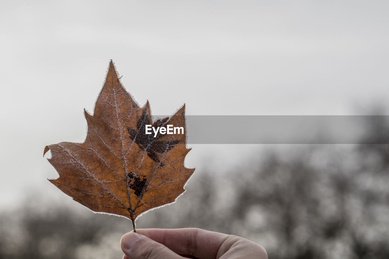Cropped hand of man holding maple leaf against sky during winter