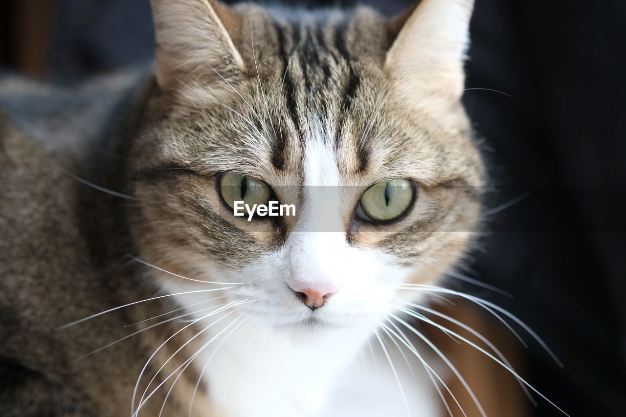 Close-up portrait of a cat