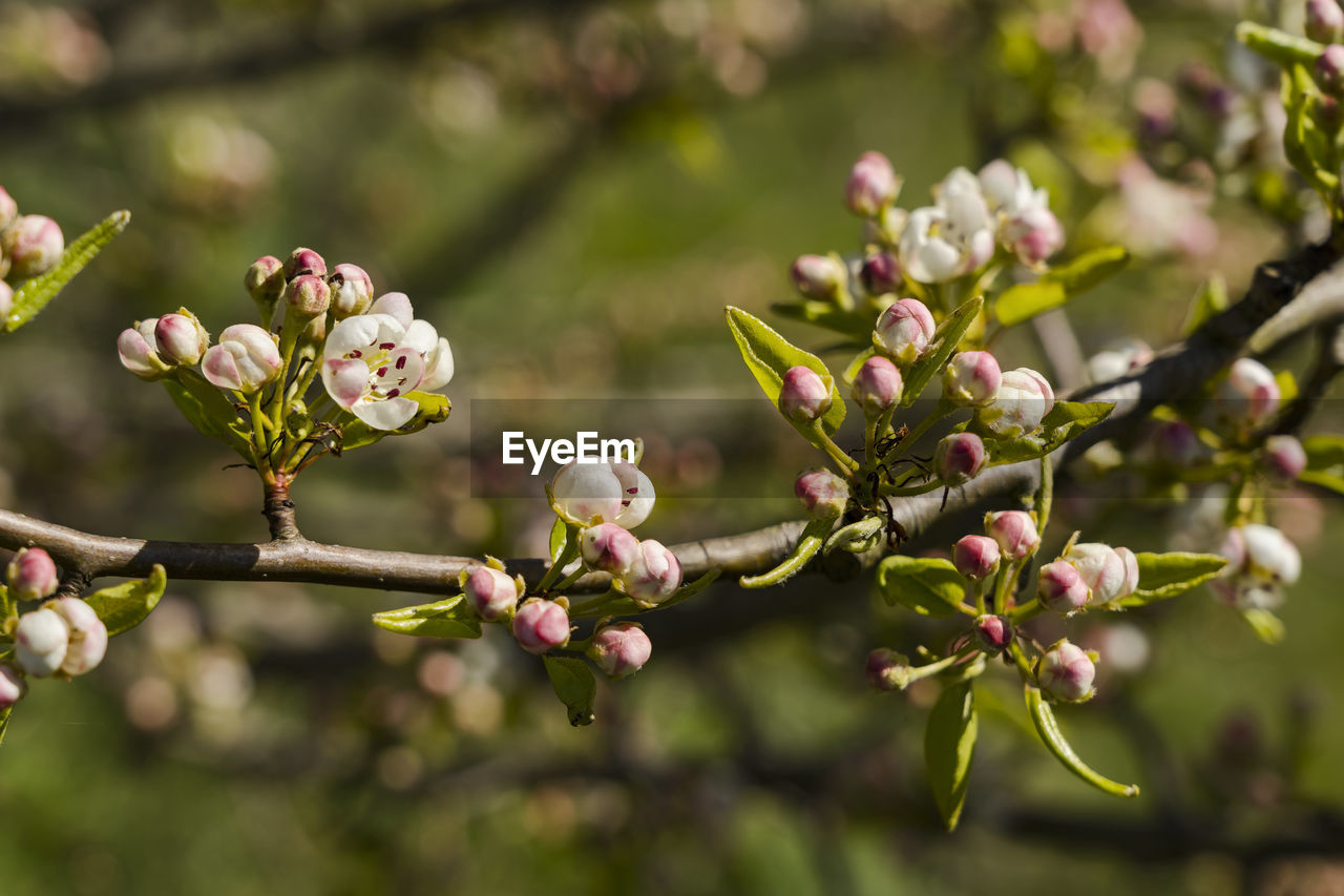 CLOSE-UP OF CHERRY BLOSSOM