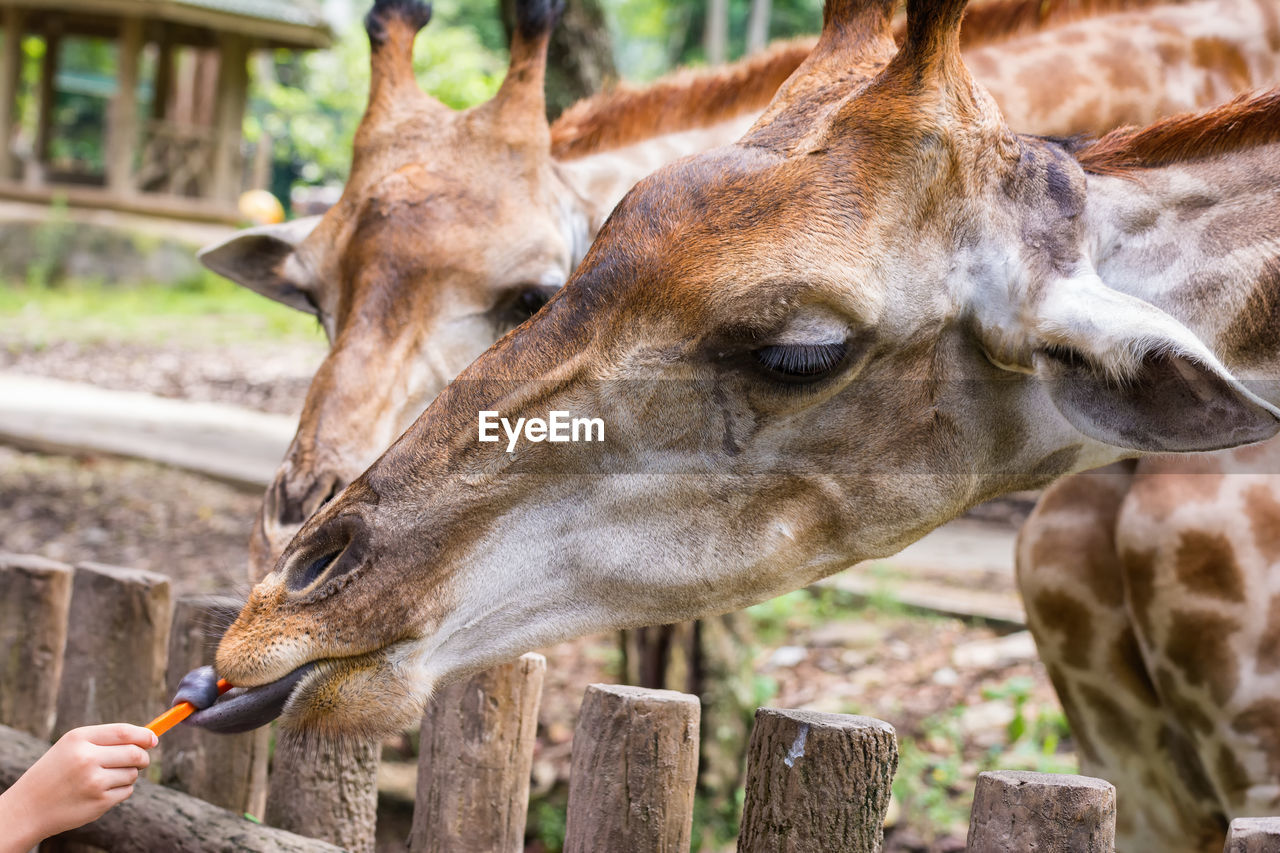 CLOSE-UP OF A HAND EATING A HORSE