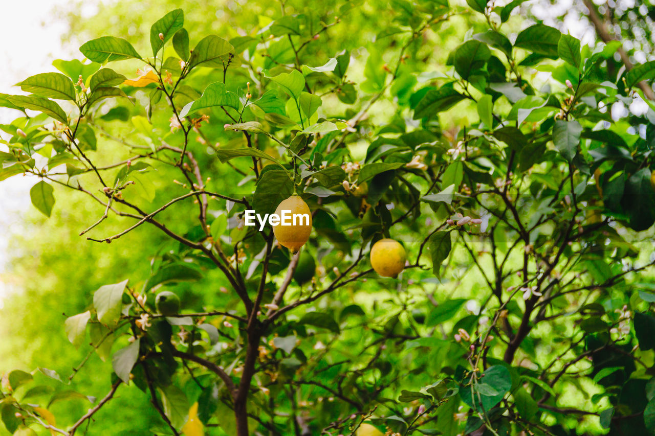 FRUITS ON TREE