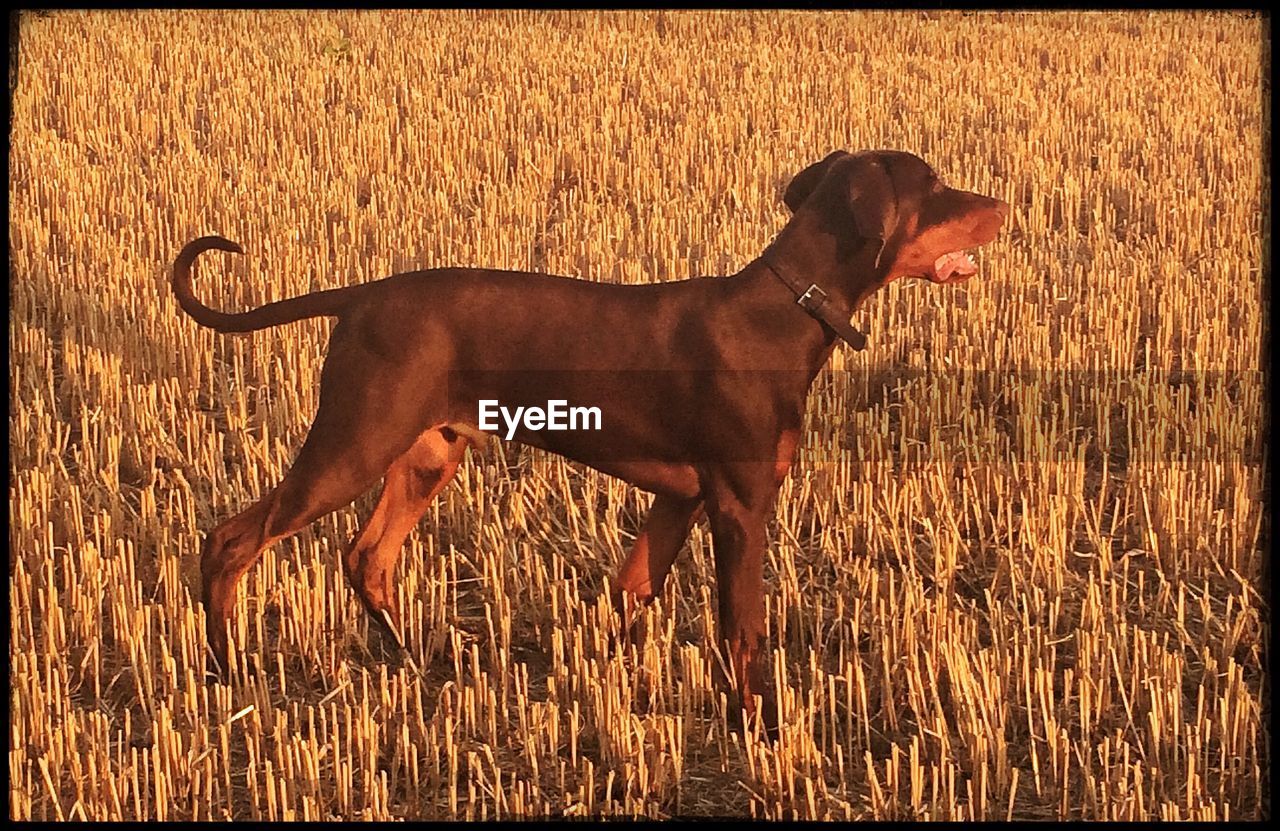 DOG STANDING ON GRASS