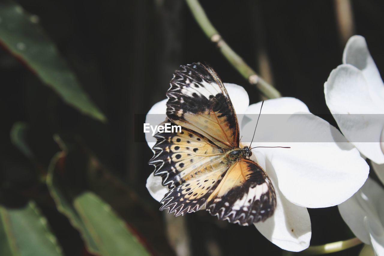 Close-up of butterfly pollinating on flower
