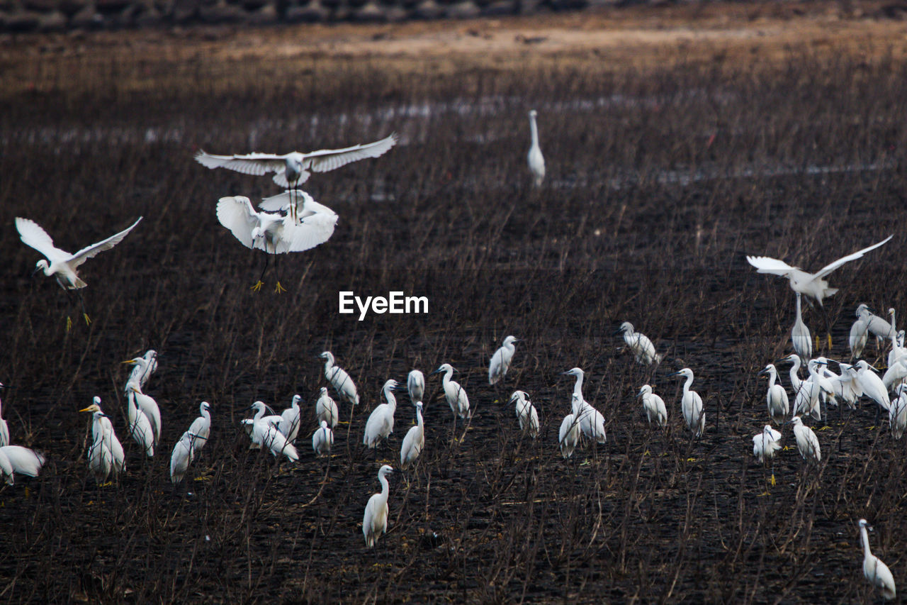 Flock of birds on the land