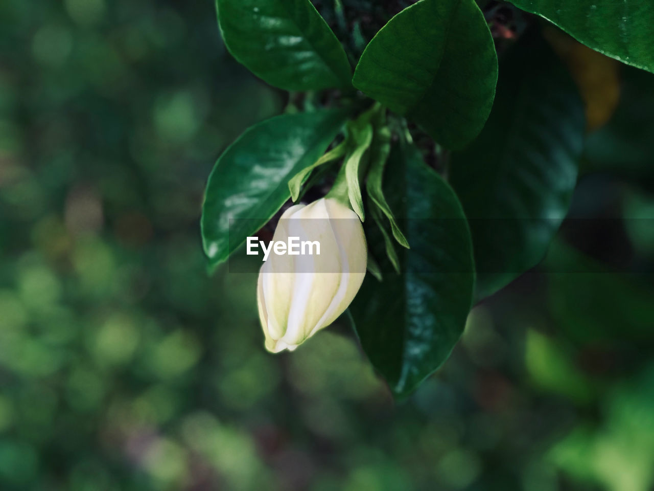 Close-up of a jazmin flower bud