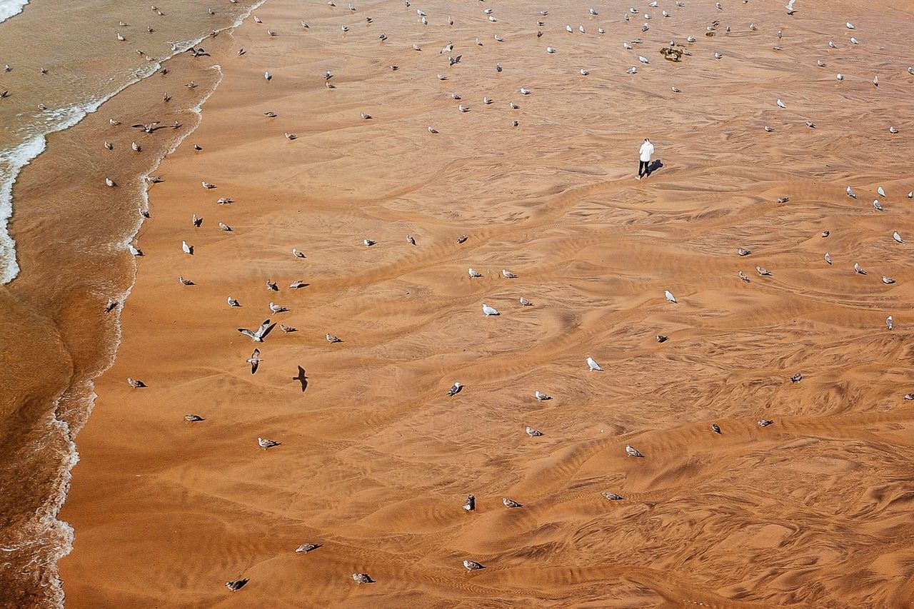 HIGH ANGLE VIEW OF BIRDS ON SAND AT BEACH