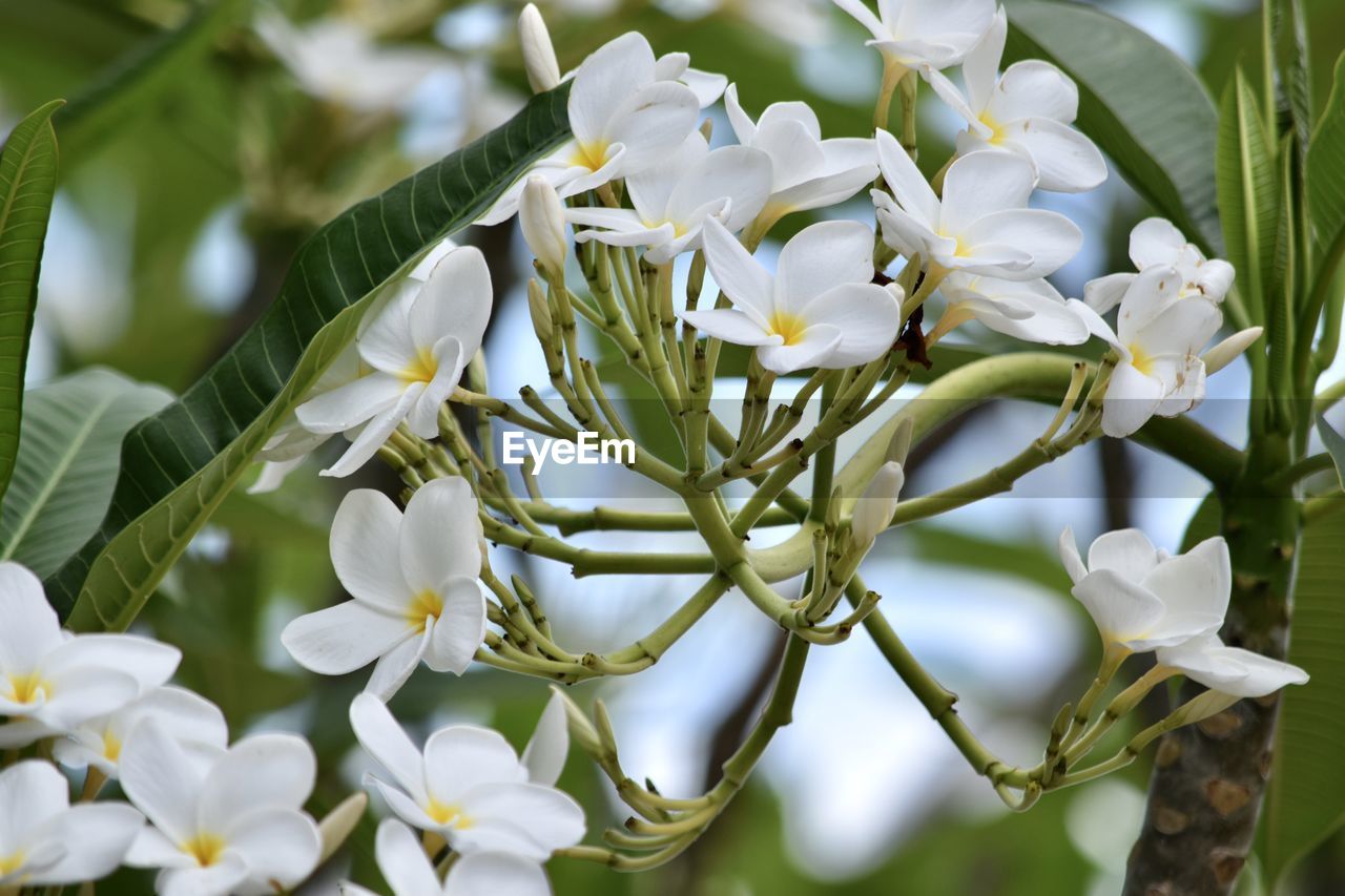 WHITE FLOWERING PLANTS