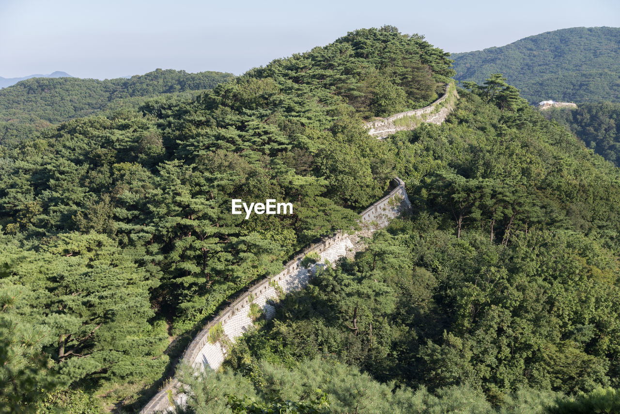 HIGH ANGLE VIEW OF LUSH FOLIAGE AGAINST SKY