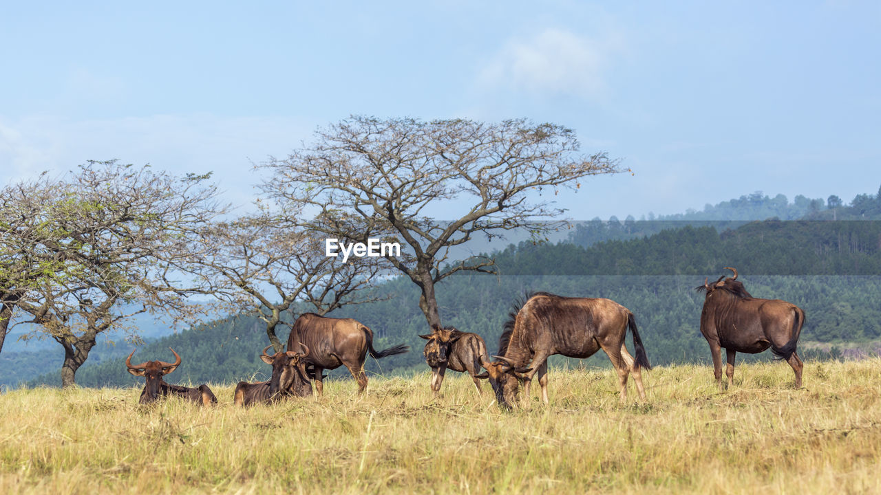 HERD OF SHEEP ON FIELD