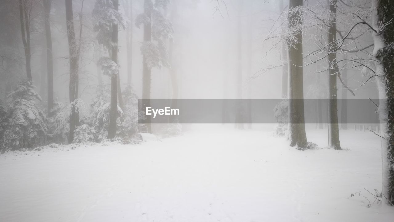 SNOW COVERED TREES IN FOREST