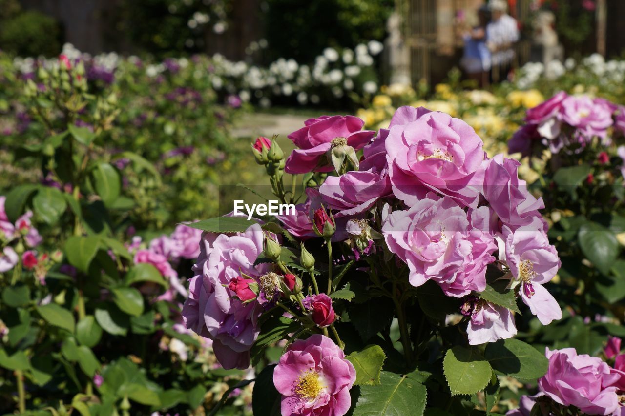 CLOSE-UP OF PINK FLOWERS IN PARK