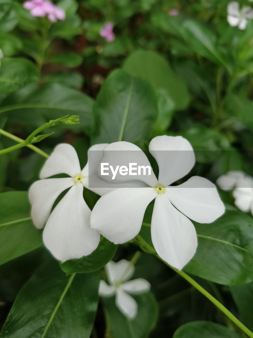 CLOSE-UP OF FRESH WHITE FRANGIPANI BLOOMING OUTDOORS