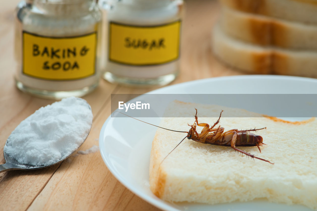 Close-up of cockroach on bread in plate