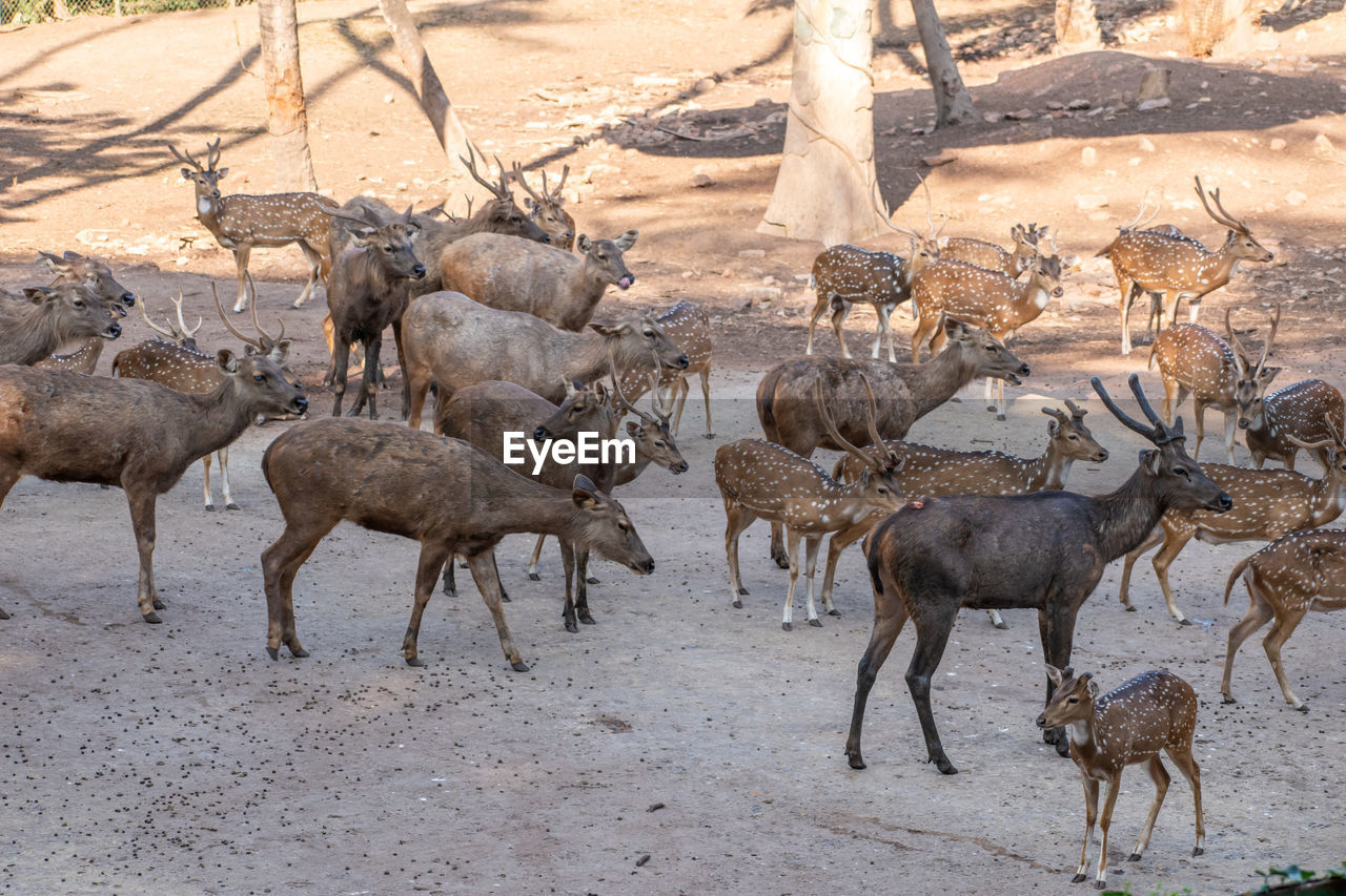 Group of chital and sambar deer vandalur zoo in chennai tamil nadu india