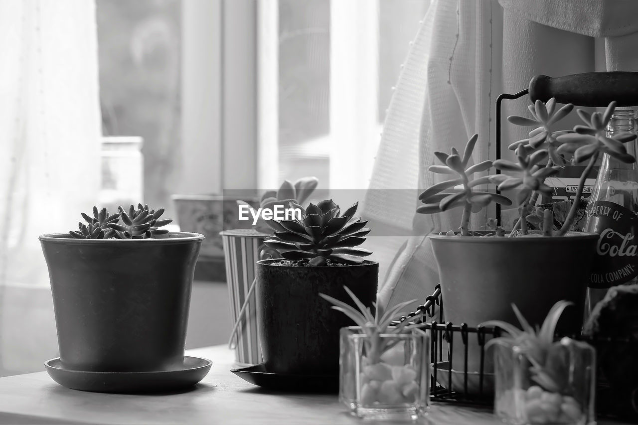 Close-up of potted plants on table