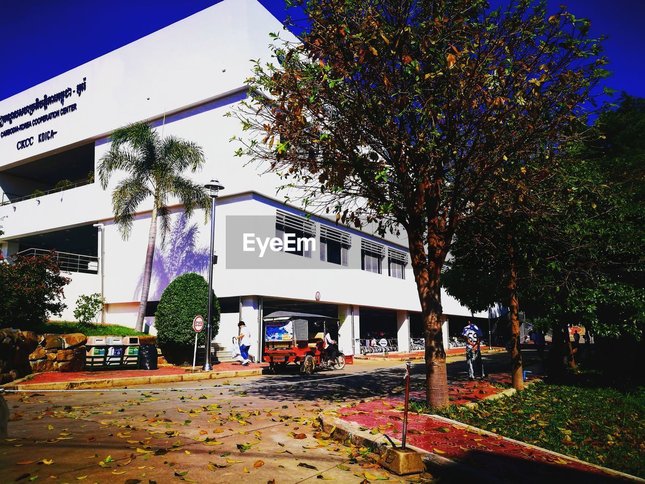 TREES AGAINST BUILDING