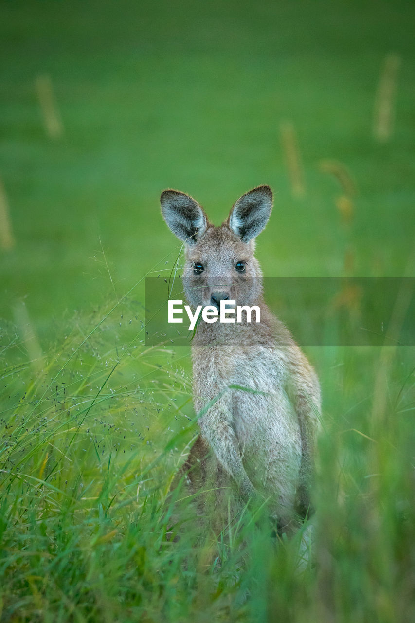 Portrait of a young kangaroo