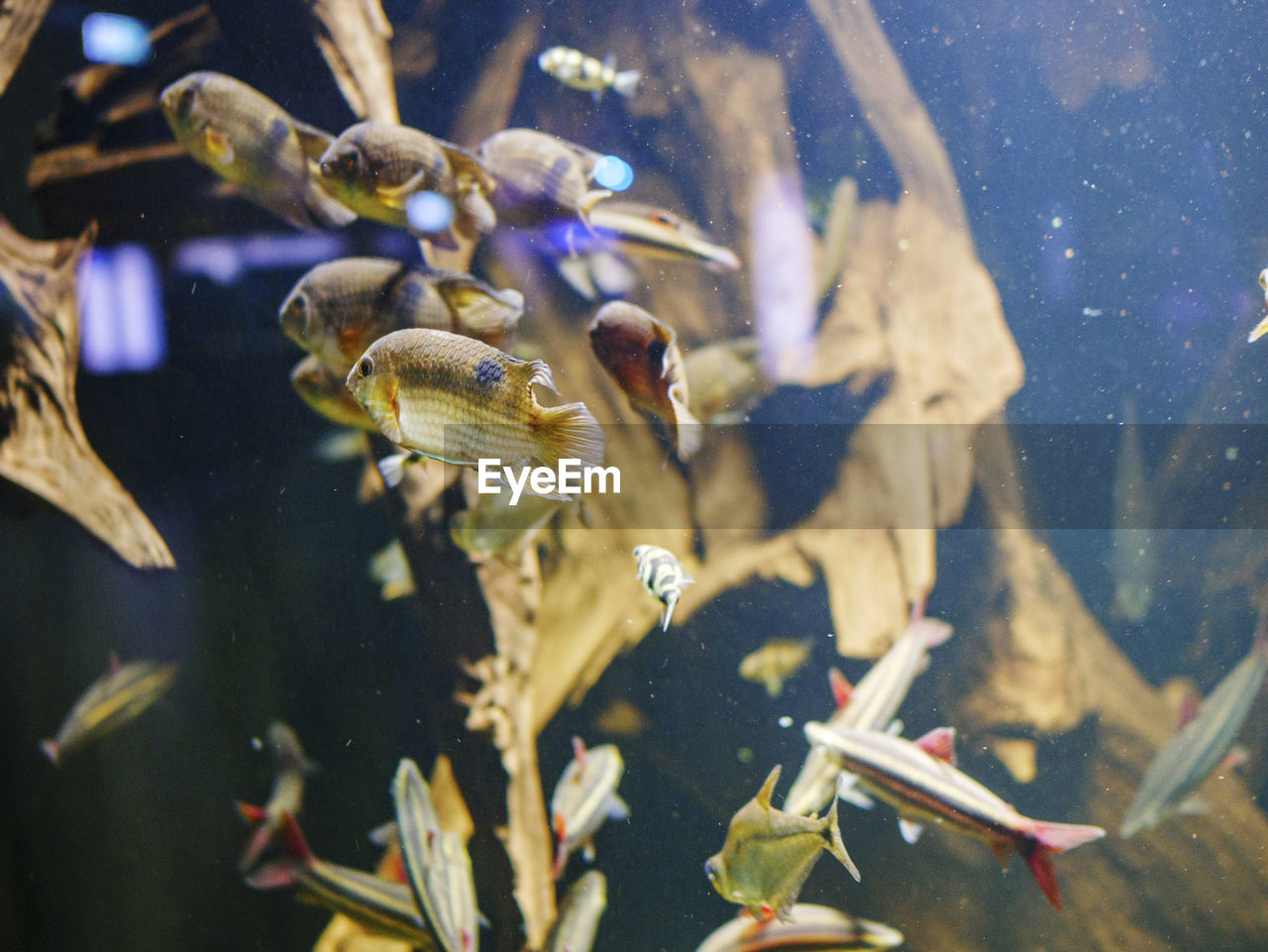 CLOSE-UP OF FISH SWIMMING IN TANK