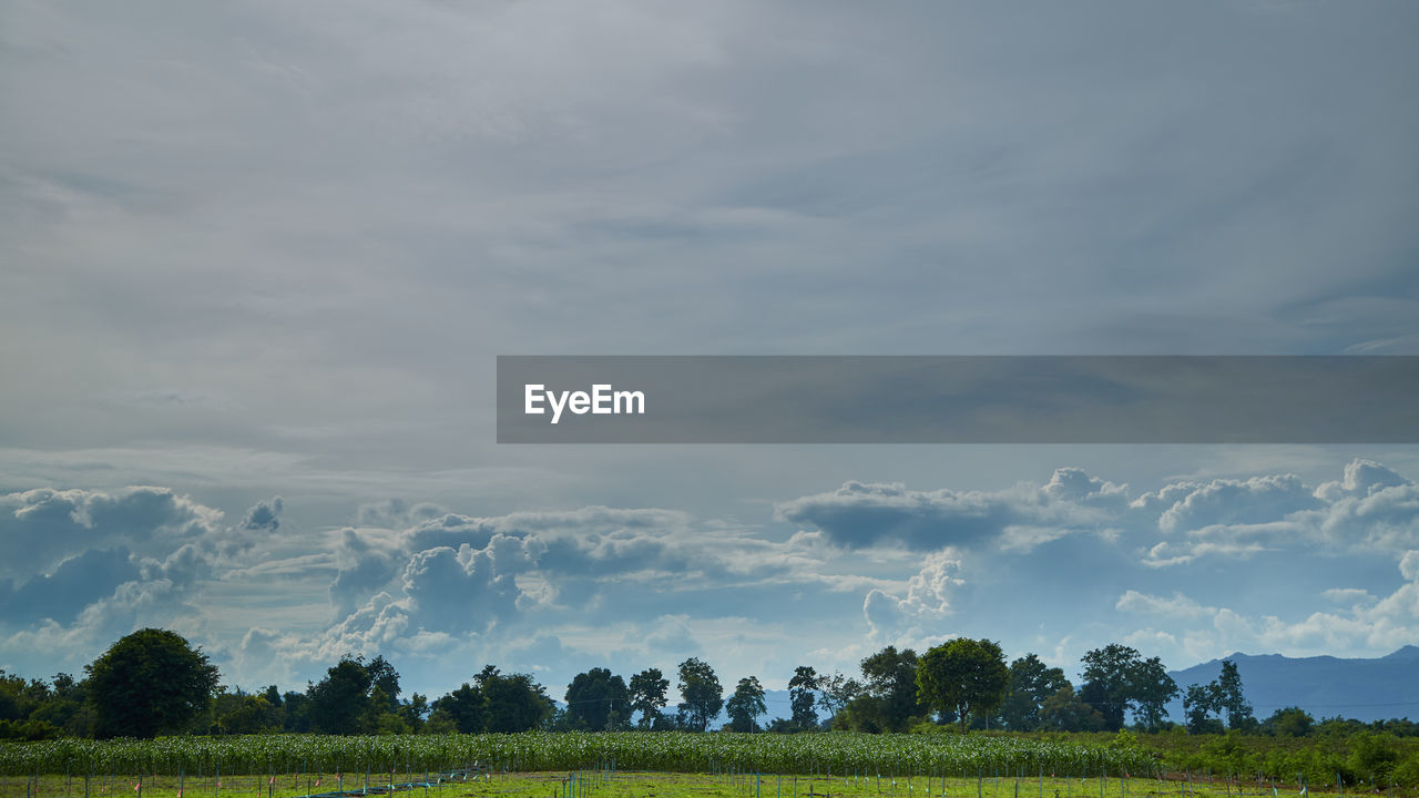 sky, cloud, landscape, plant, environment, field, horizon, scenics - nature, land, beauty in nature, nature, tree, plain, grassland, tranquility, rural scene, agriculture, tranquil scene, hill, no people, grass, growth, meadow, morning, green, crop, prairie, farm, non-urban scene, outdoors, rural area, day, idyllic, blue, pasture