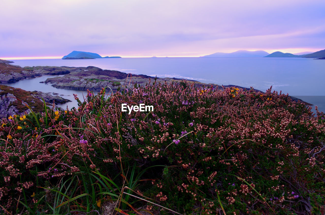 SCENIC VIEW OF PINK FLOWERING PLANTS DURING SUNSET