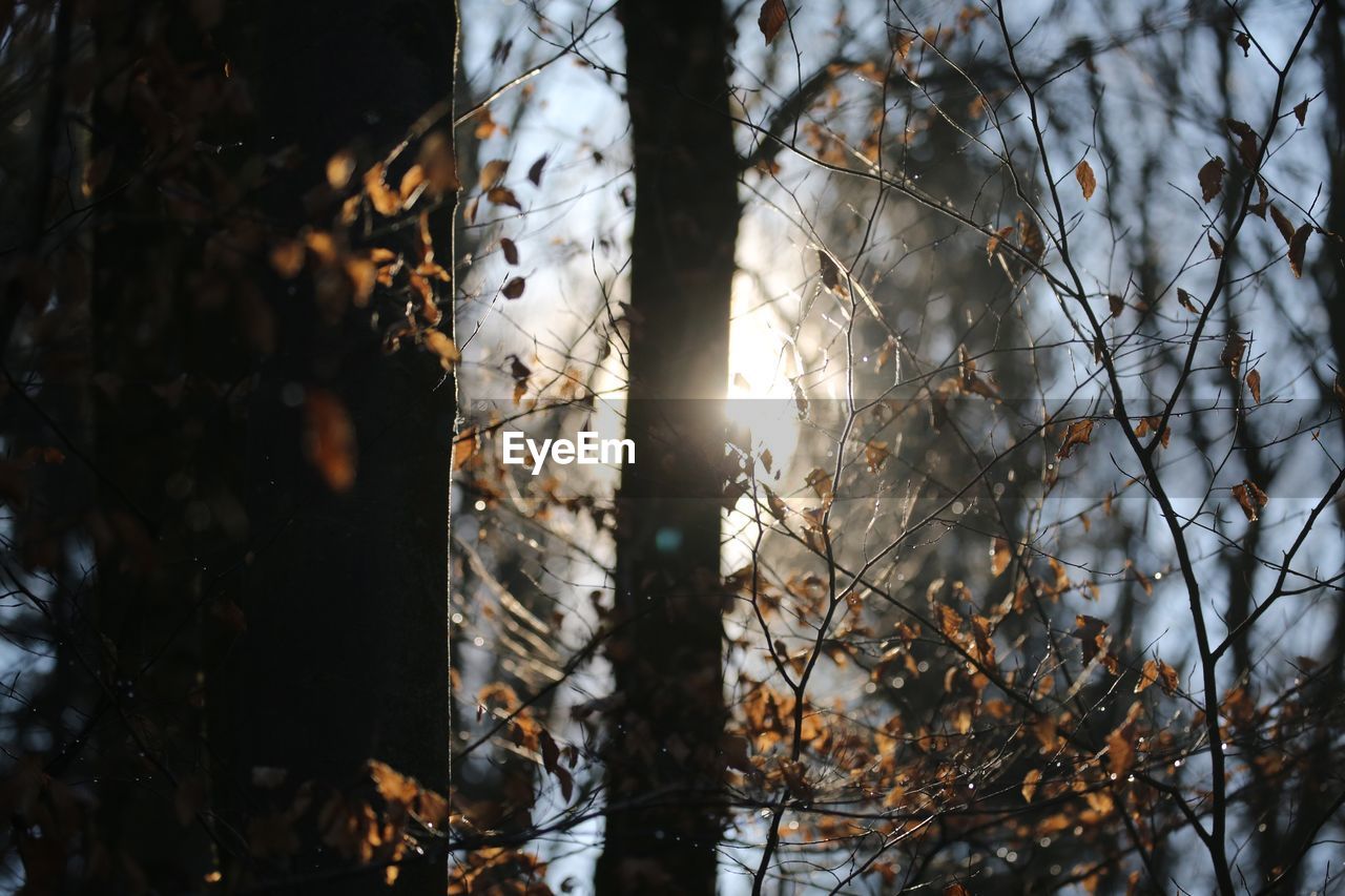 Sunlight streaming through trees in forest during sunset