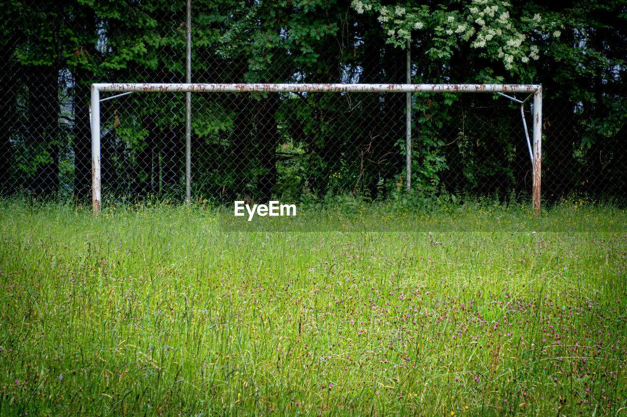 Plants growing on soccer field 