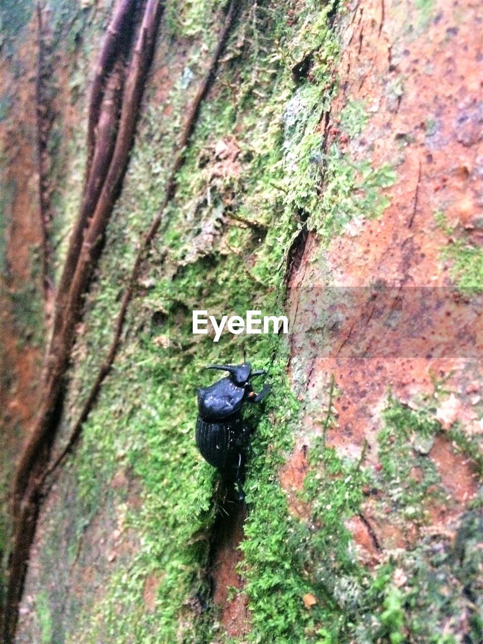 CLOSE-UP OF PERCHING ON TREE TRUNK