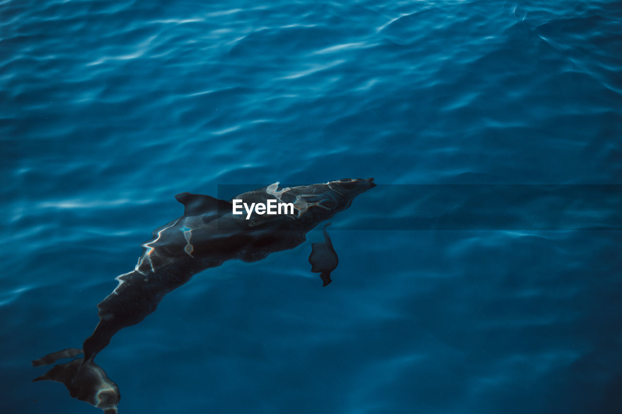 Spotted dolphins, stenella frontalis, in crystal clear madeira island waters