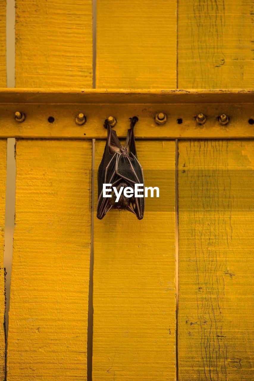 Close-up of bat hanging upside down on yellow wooden door