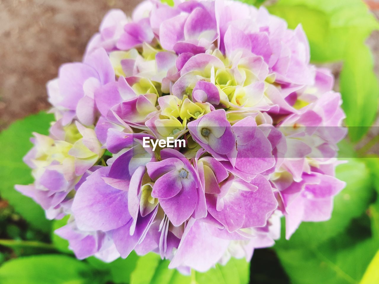 CLOSE-UP OF PURPLE FLOWERING PLANTS